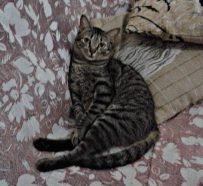 Gato raça SRD idade 2 anos nome Helga