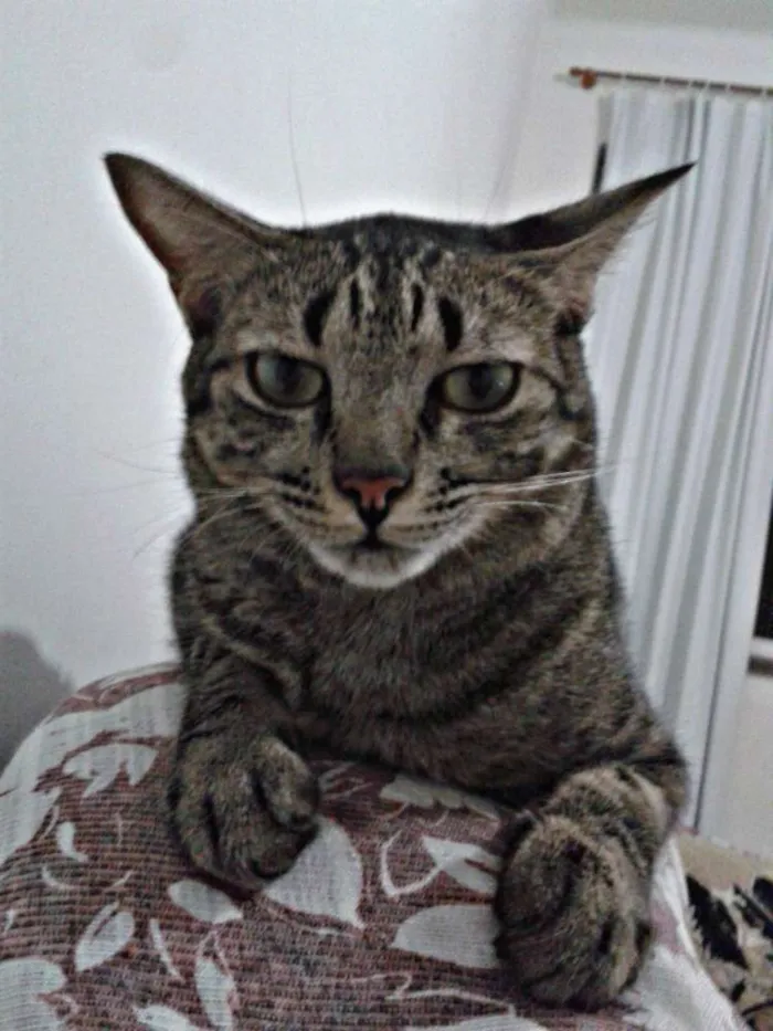 Gato raça SRD idade 2 anos nome Helga