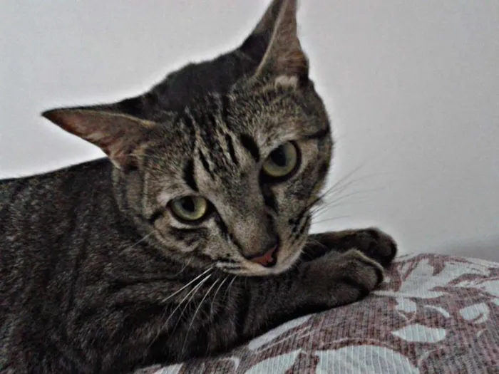 Gato raça SRD idade 2 anos nome Helga