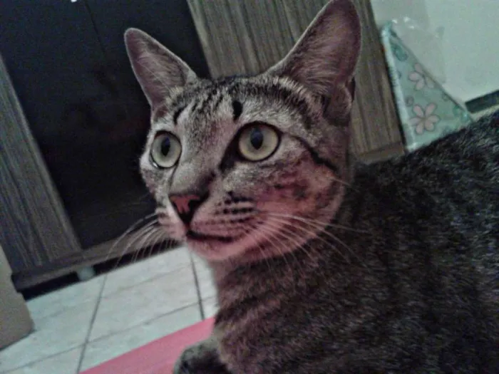 Gato raça SRD idade 2 anos nome Helga