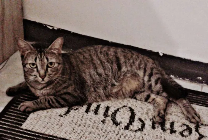 Gato raça SRD idade 2 anos nome Helga