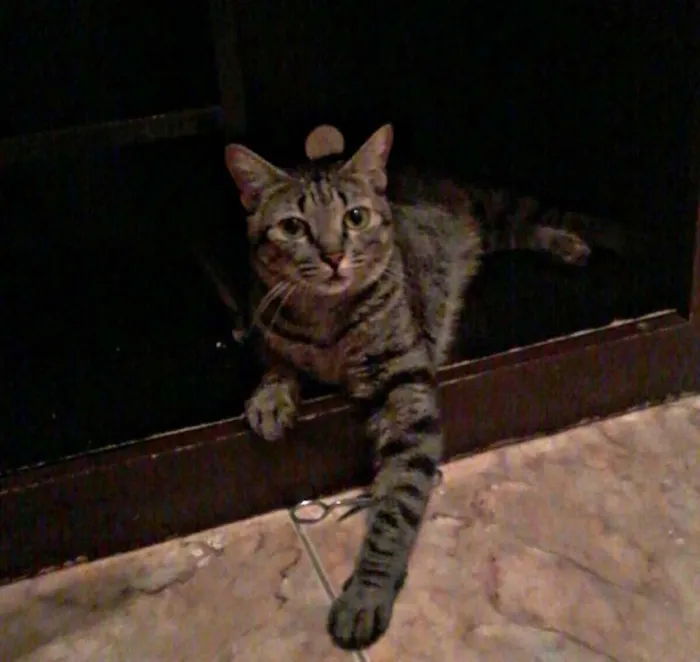 Gato raça SRD idade 2 anos nome Helga