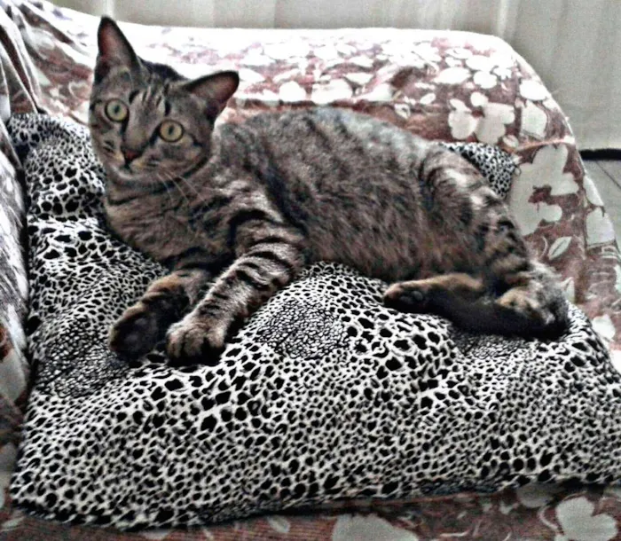 Gato raça SRD idade 2 anos nome Helga