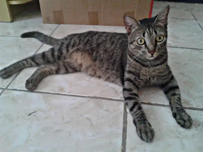 Gato raça SRD idade 2 anos nome Helga