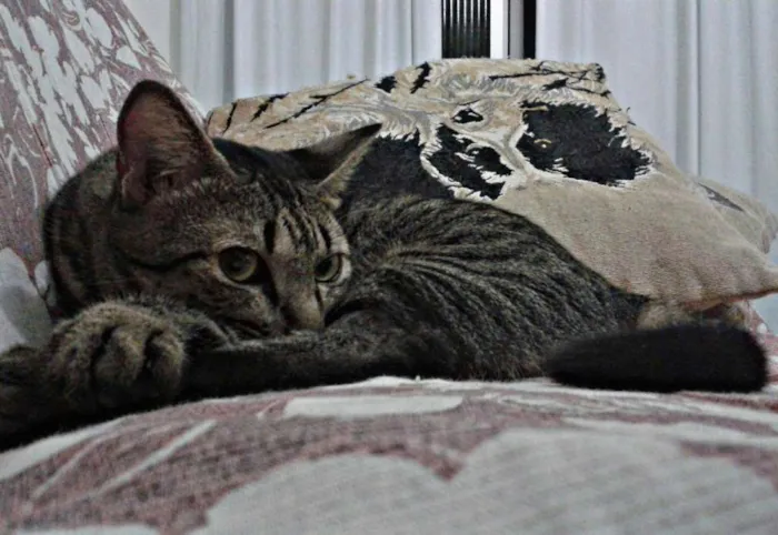 Gato raça SRD idade 2 anos nome Helga