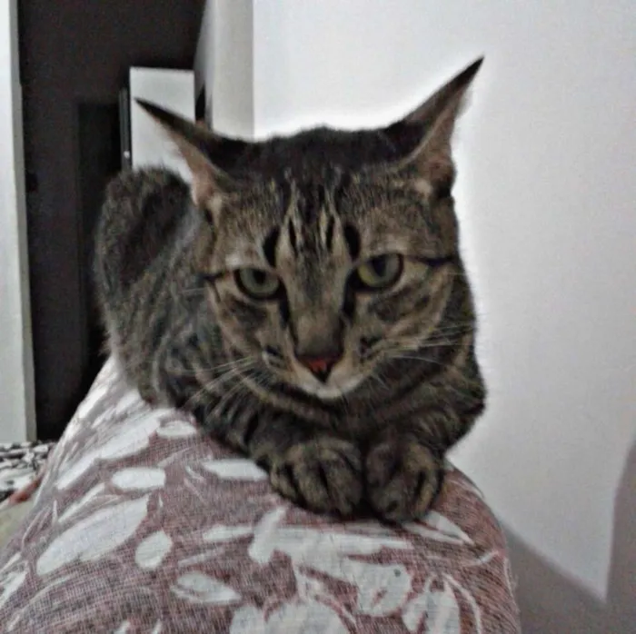 Gato raça SRD idade 2 anos nome Helga