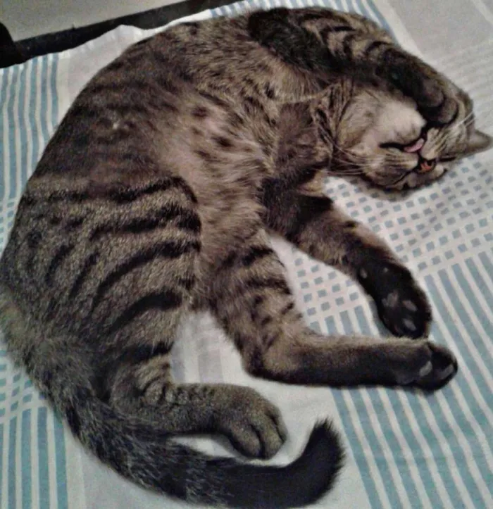 Gato raça SRD idade 2 anos nome Helga