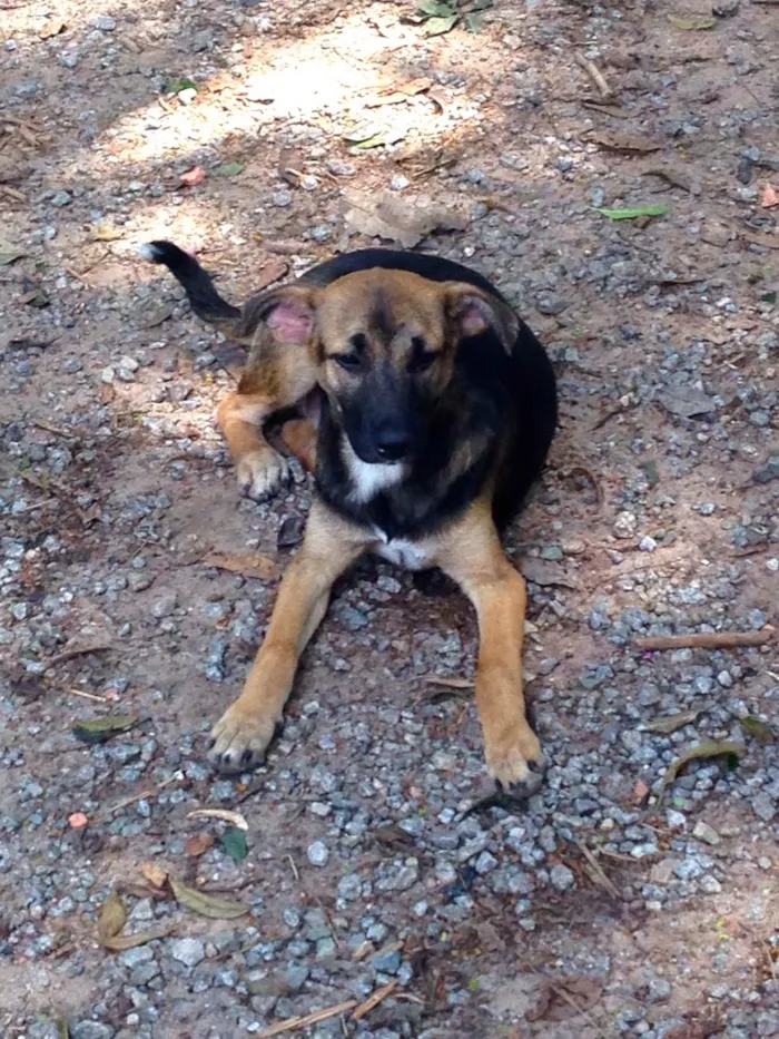 Cachorro ra a SRD idade 2 a 6 meses nome Menina
