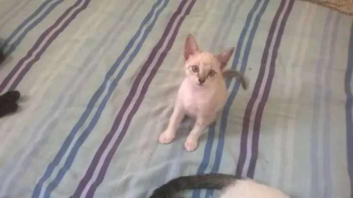 Gato raça SRD idade 2 a 6 meses nome Lila e Eve