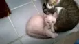 Lila e Eve