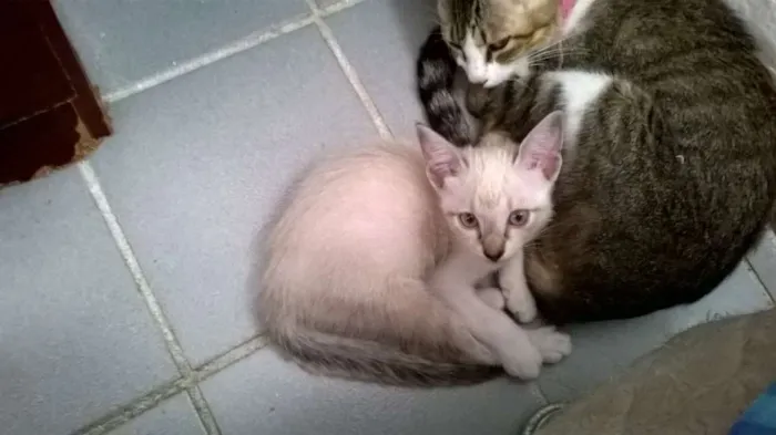 Gato raça SRD idade 2 a 6 meses nome Lila e Eve