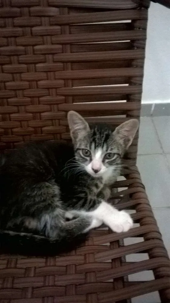 Gato raça SRD idade 2 a 6 meses nome Lila e Eve