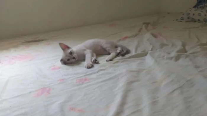 Gato raça SRD idade 2 a 6 meses nome Lila e Eve