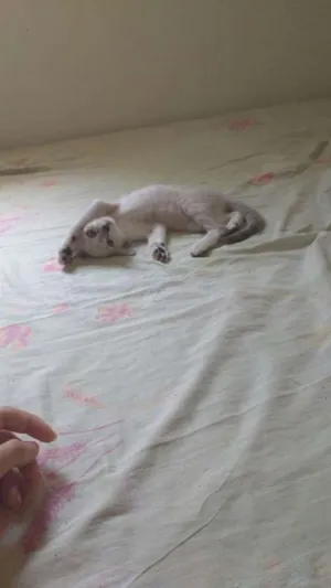 Gato raça SRD idade 2 a 6 meses nome Lila e Eve