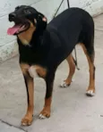 LATIFA