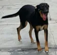 LATIFA