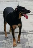 LATIFA