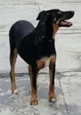 LATIFA