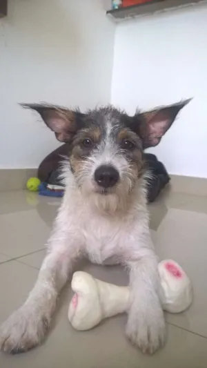 Cachorro raça  idade 1 ano nome Mussy