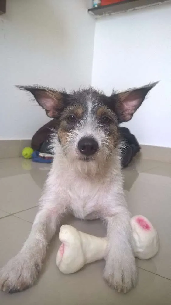 Cachorro ra a  idade 1 ano nome Mussy