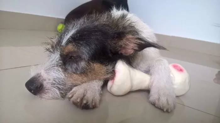Cachorro ra a  idade 1 ano nome Mussy