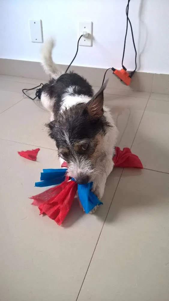 Cachorro ra a  idade 1 ano nome Mussy
