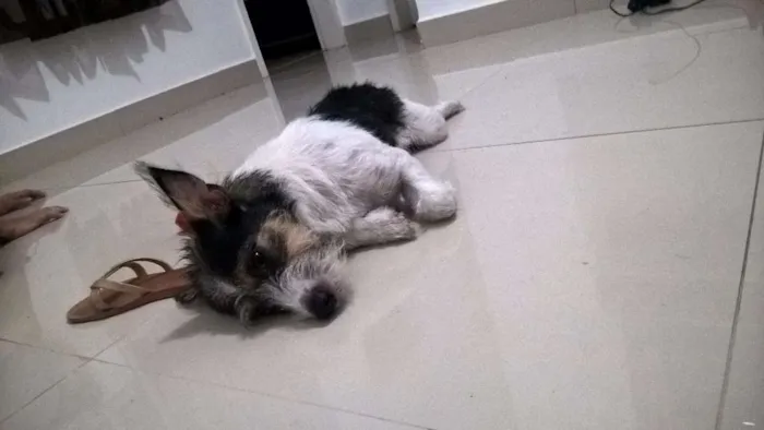 Cachorro ra a  idade 1 ano nome Mussy