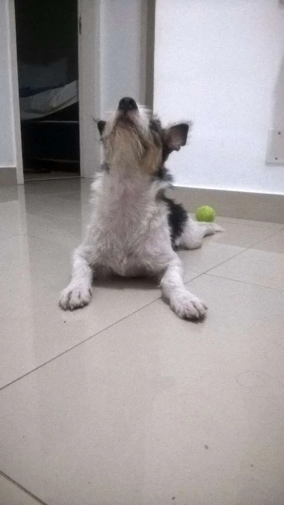 Cachorro ra a  idade 1 ano nome Mussy
