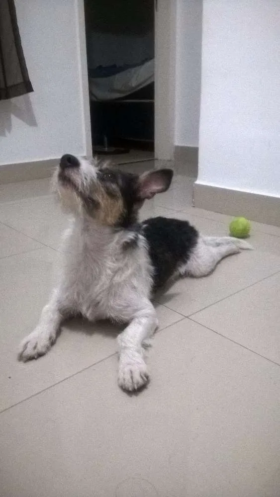 Cachorro ra a  idade 1 ano nome Mussy