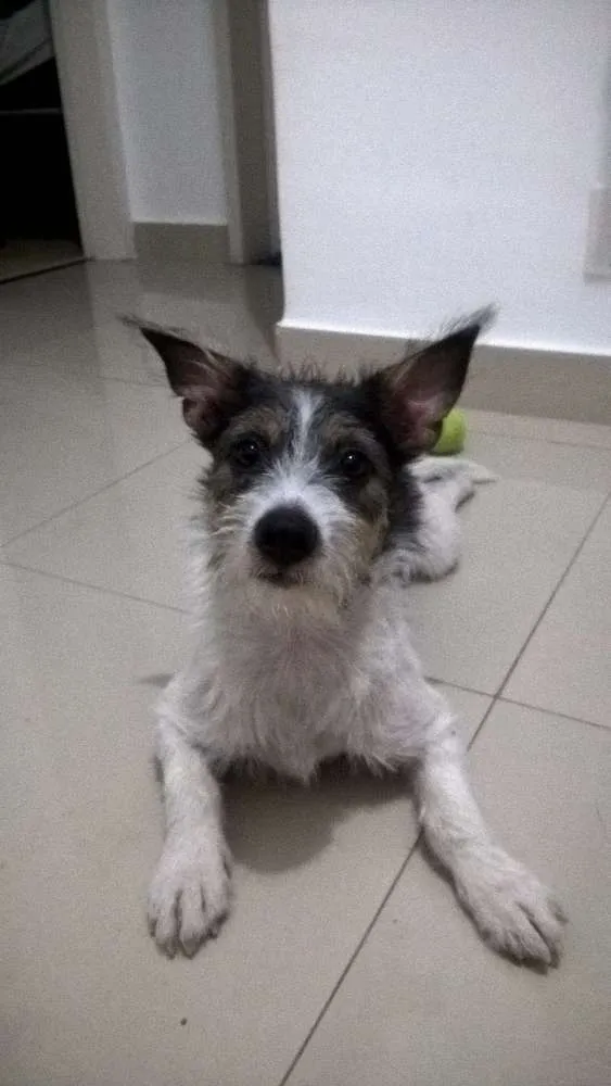 Cachorro ra a  idade 1 ano nome Mussy