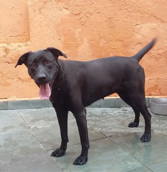 Cachorro ra a Labradora idade 3 anos nome Mel