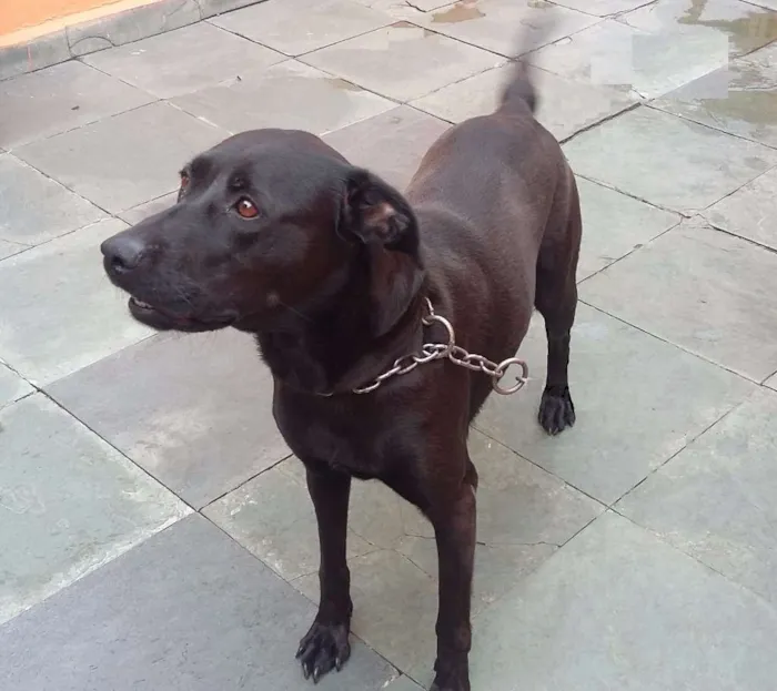 Cachorro ra a Labradora idade 3 anos nome Mel