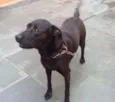 Mel
