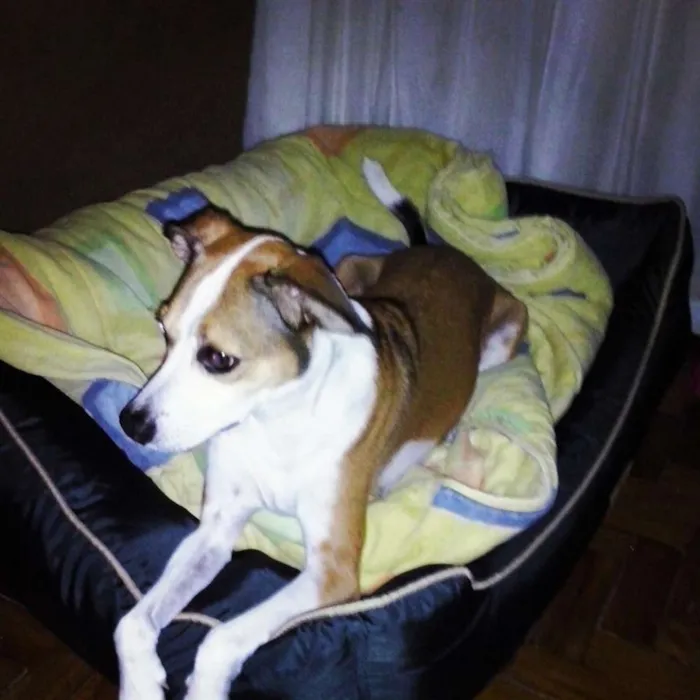 Cachorro ra a SRD idade 5 anos nome Thor