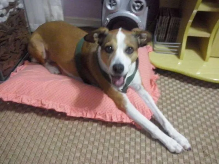 Cachorro ra a SRD idade 5 anos nome Thor