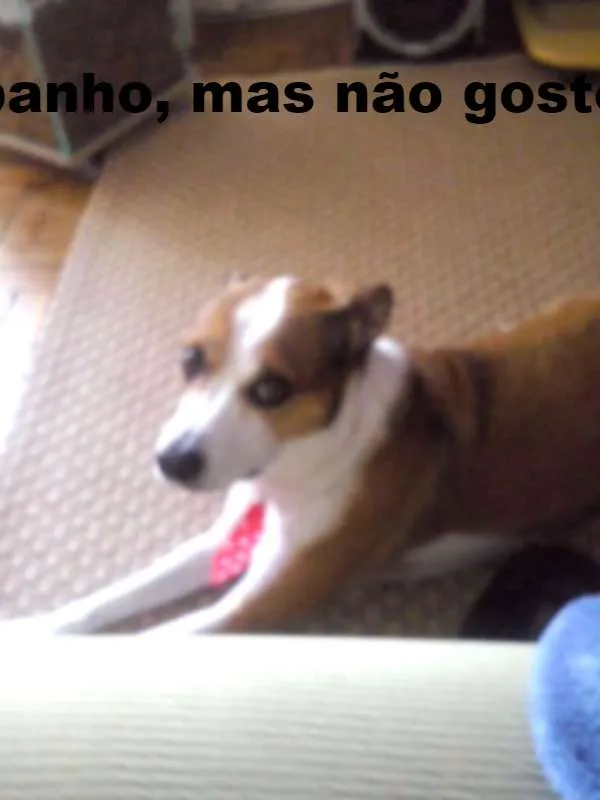 Cachorro ra a SRD idade 5 anos nome Thor