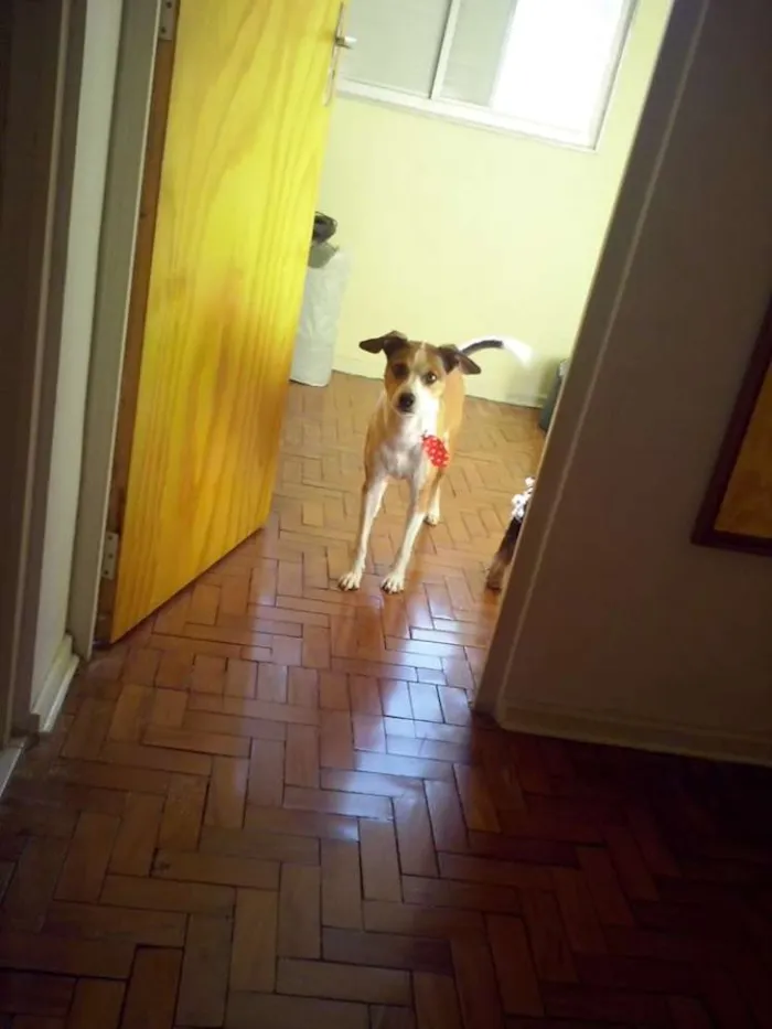 Cachorro ra a SRD idade 5 anos nome Thor