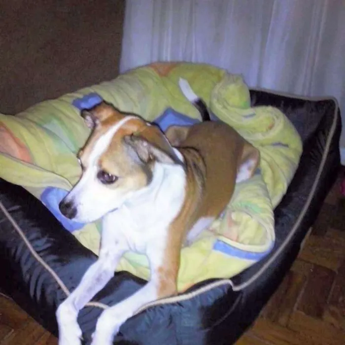 Cachorro ra a SRD idade 5 anos nome Thor