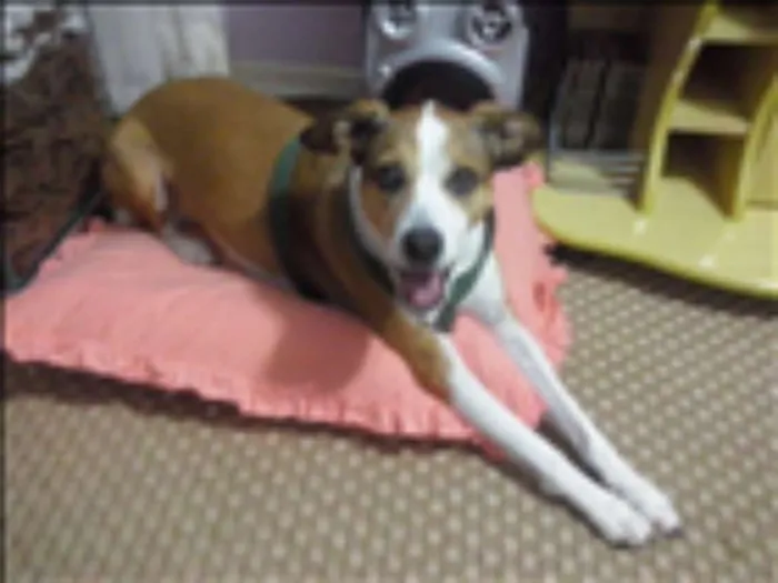 Cachorro ra a SRD idade 5 anos nome Thor
