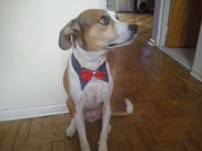Cachorro ra a SRD idade 5 anos nome Thor