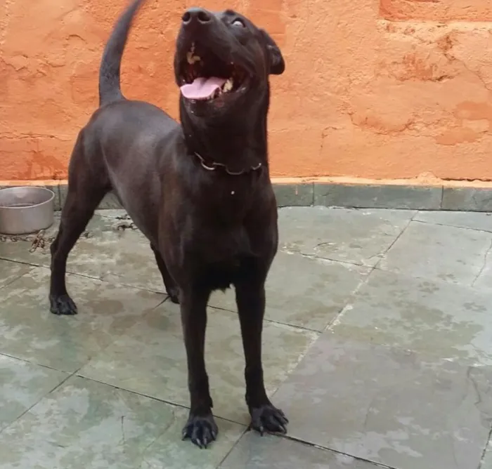 Cachorro ra a Labradora idade 3 anos nome Mel