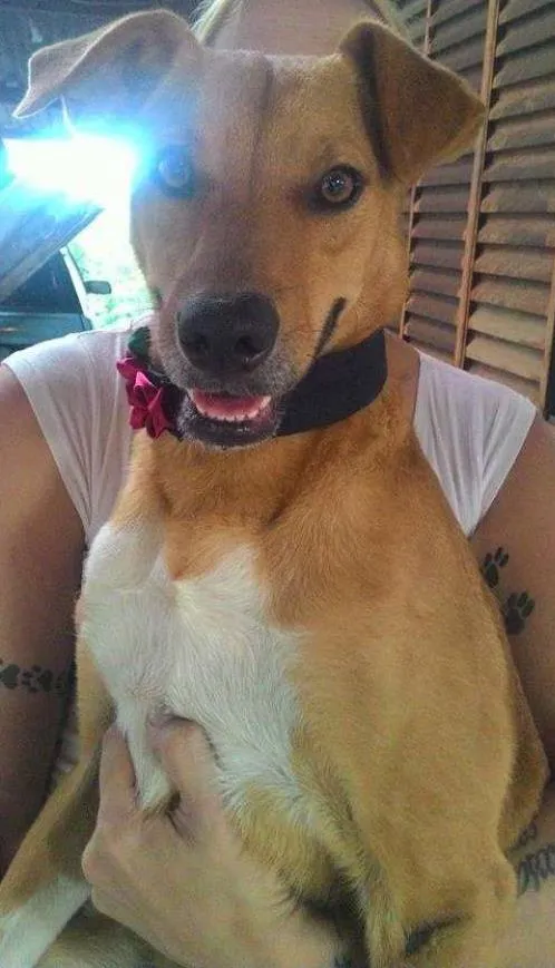 Cachorro ra a SRD idade 2 anos nome mel