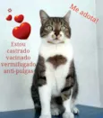 Simba - castrado, v
