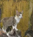 Trigrinho