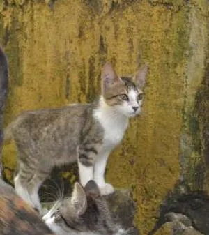 Gato ra a srd idade 1 ano nome Trigrinho