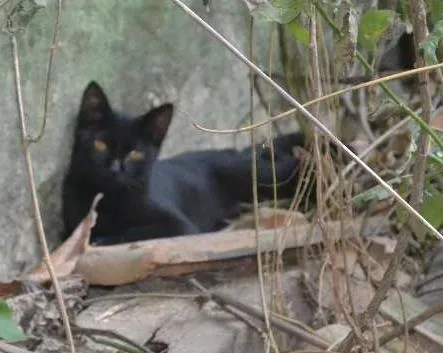 Gato ra a srd idade 1 ano nome Pelé