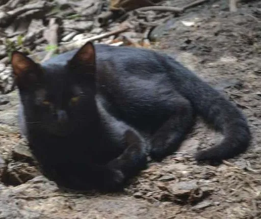 Gato ra a srd idade 1 ano nome Pelé