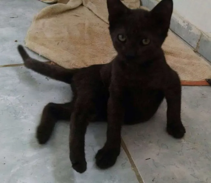 Gato ra a  idade 2 a 6 meses nome Café