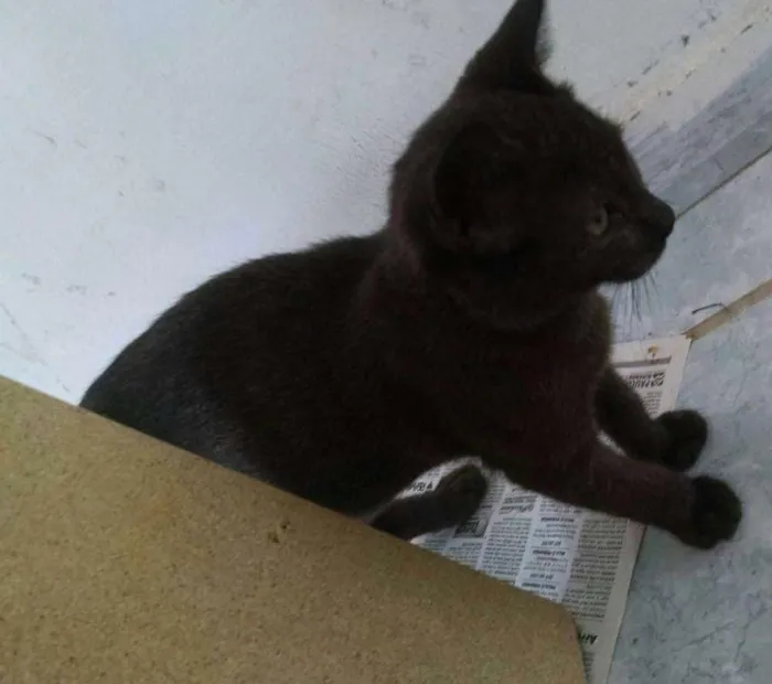 Gato ra a  idade 2 a 6 meses nome Café