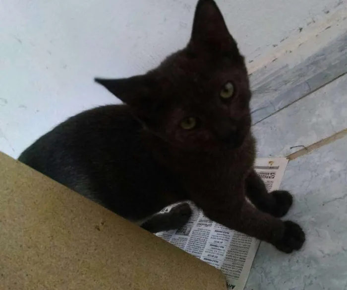 Gato ra a  idade 2 a 6 meses nome Café